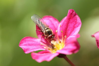 Close-up of fly pollinating pink flower