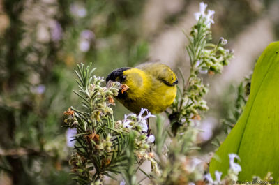 Close-up of bird perching on plant