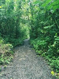 Narrow walkway in forest