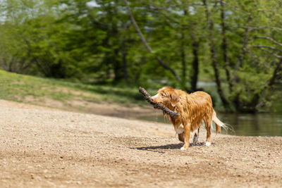 View of a dog on land