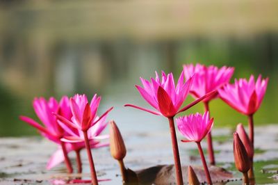 Close-up of pink water lily in lake