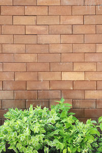 Close-up of brick wall