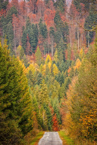 Dirt road amidst trees in forest during autumn