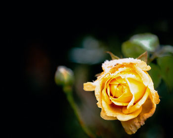 Close-up of yellow rose