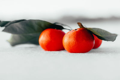 Close-up of tomatoes against white background