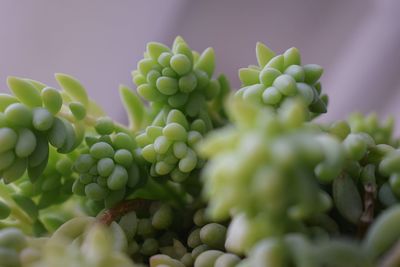 Close-up of fruits