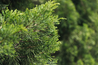 Close-up of plants against blurred background