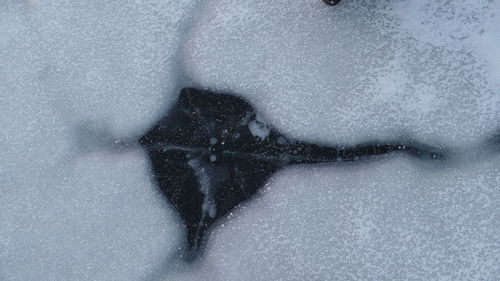 Close-up of snowflakes on snow