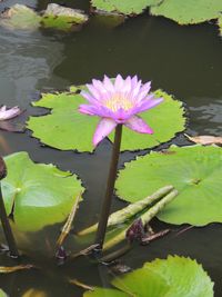 Close-up of pink lotus water lily