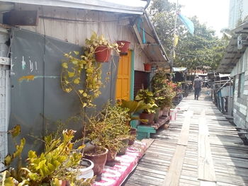 Potted plants on table by building