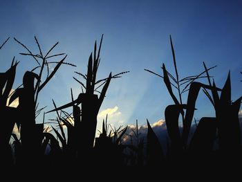 Low angle view of silhouette plants against sky