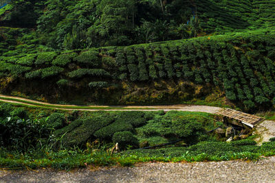 Scenic view of forest