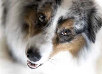 Close-up portrait of dog