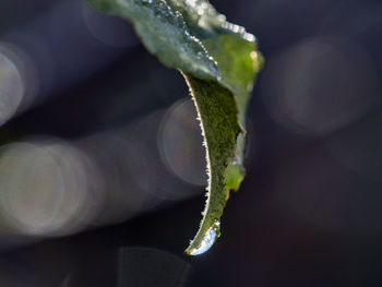 Close-up of fresh green plant