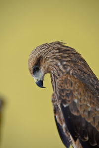 Close-up of eagle