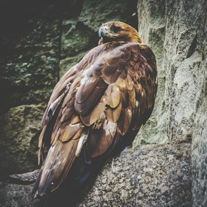 Close-up of eagle perching on rock