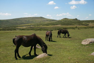 Dartmoor ponies grazing