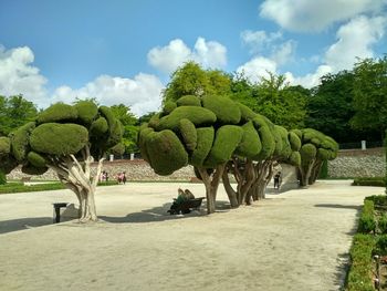 View of a tree in the park