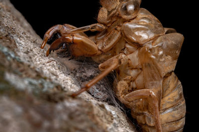 Close-up of insect on rock