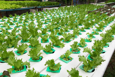 High angle view of flowering plants on field