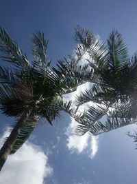 Low angle view of palm tree against sky