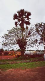 Tree by built structure against sky