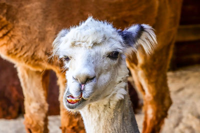 Close-up of a alpaca