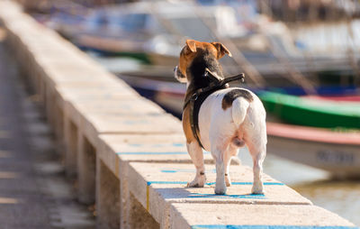 Dog standing on footpath