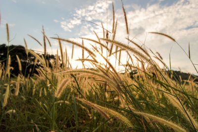 Close-up of stalks in field against sky