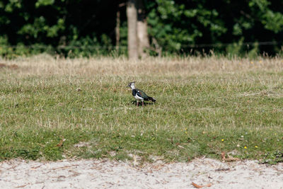 Bird perching on a field