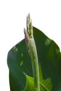 Close-up of succulent plant against white background