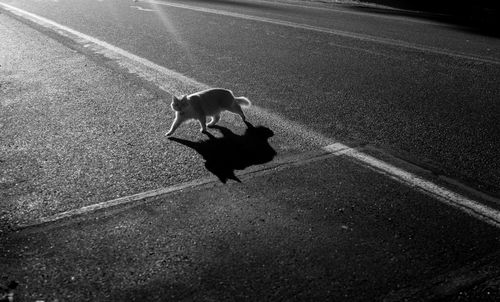 High angle view of dog on road