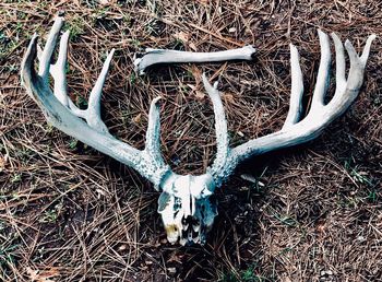 High angle view of animal skull on field