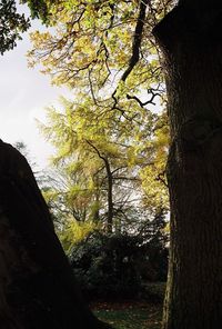Low angle view of trees in forest