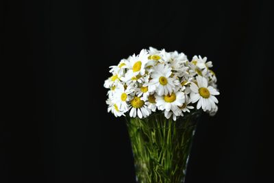 Close-up of white flower against black background