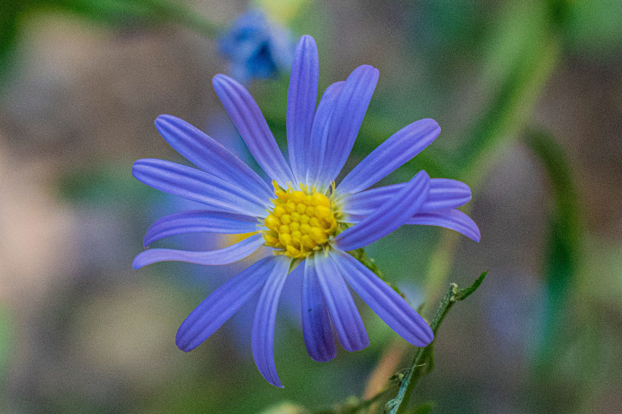 flower, flowering plant, plant, beauty in nature, freshness, close-up, fragility, purple, flower head, growth, petal, inflorescence, wildflower, nature, macro photography, focus on foreground, aster, pollen, botany, no people, blue, outdoors, blossom, herb, selective focus, chicory, day