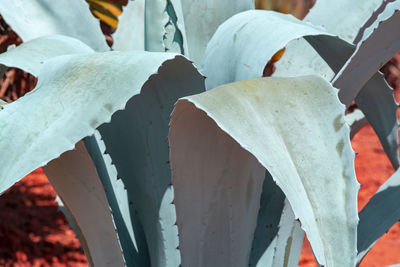 Close-up of succulent plant in winter