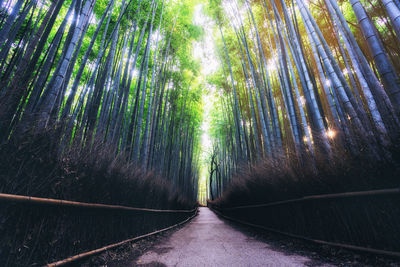 Walkway amidst trees in forest