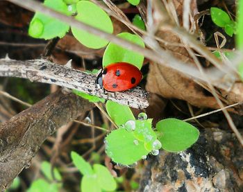 Close-up of ladybug on leaf