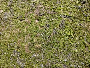 Full frame shot of tree trunk