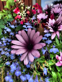 Close-up of purple flowers blooming outdoors