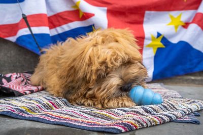 A dog playing with a toy with an eu union jack flag in the background