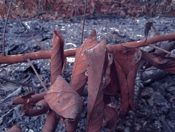 Close-up of dried autumn leaves on rainy day