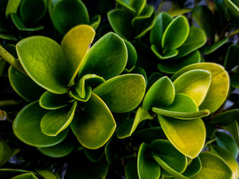 Close-up of plants