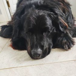 Close-up portrait of dog lying on floor at home