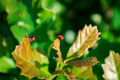 Close-up of insect on plant