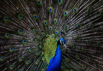 Close up of peacock