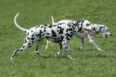 Portrait of dog on grass