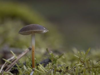 Close-up of mushroom growing on field