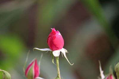 Close-up of pink rose